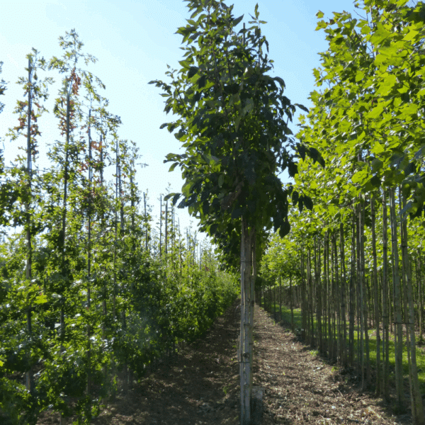 FRAXINUS pennsylvanica CIMMARON® 'Crimmzan' – Image 5