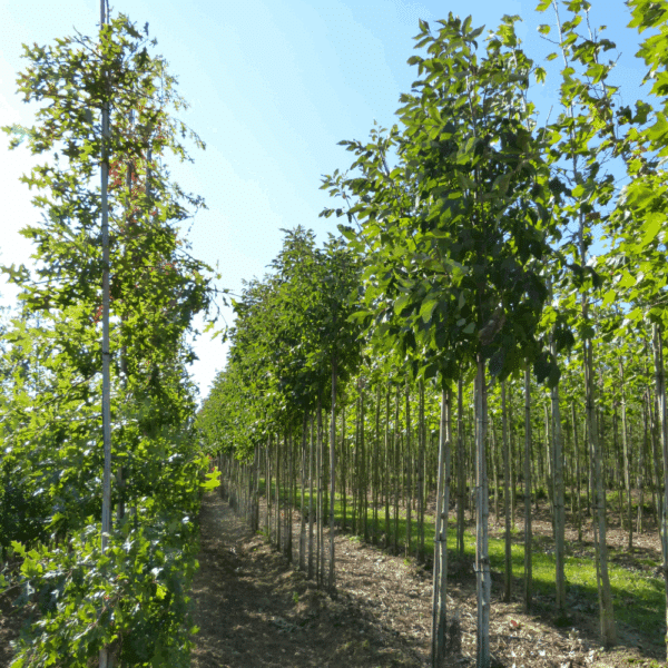 FRAXINUS pennsylvanica CIMMARON® 'Crimmzan' – Image 3