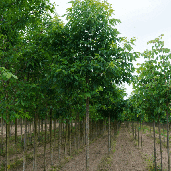 FRAXINUS pennsylvanica CIMMARON® 'Crimmzan' – Image 4