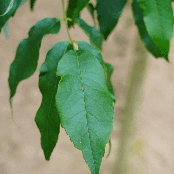 FRAXINUS pennsylvanica CIMMARON® 'Crimmzan' – Image 2