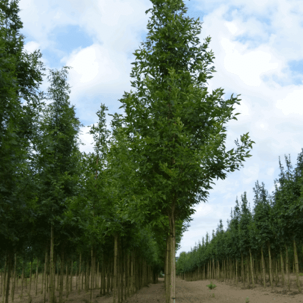 FRAXINUS pennsylvanica 'Summit' – Image 6