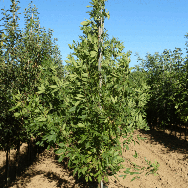 FRAXINUS pennsylvanica 'Summit' – Image 5