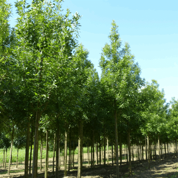 FRAXINUS pennsylvanica 'Summit' – Image 4
