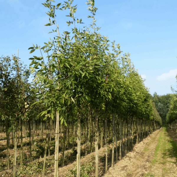 FRAXINUS pennsylvanica 'Summit' – Image 3