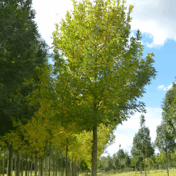 FRAXINUS pennsylvanica 'Summit' – Image 2