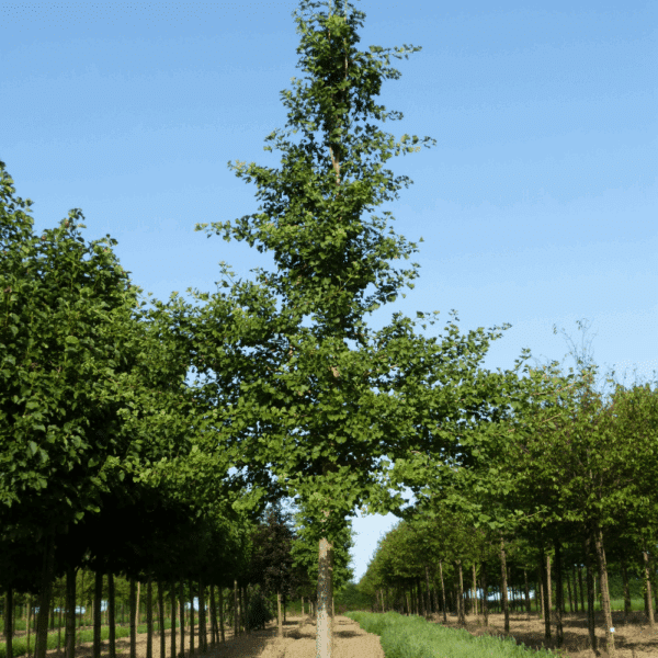 GINKGO biloba – Image 6