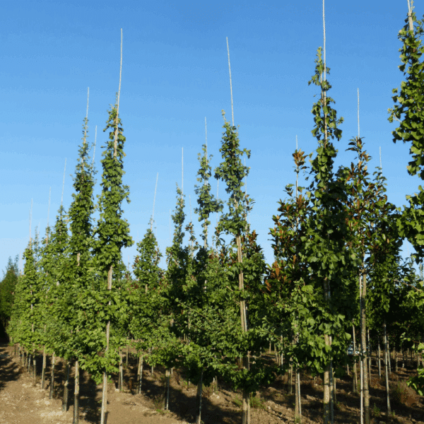 GINKGO biloba – Image 5