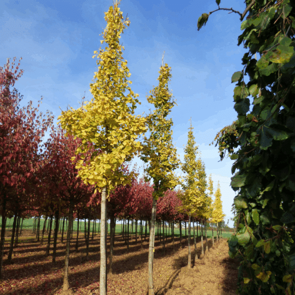 GINKGO biloba – Image 4