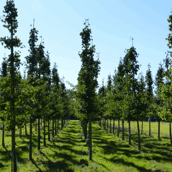 GINKGO biloba – Image 2