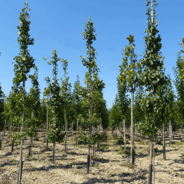 GINKGO biloba – Image 9