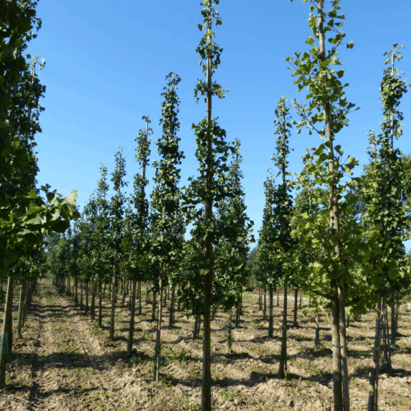 GINKGO biloba – Image 8