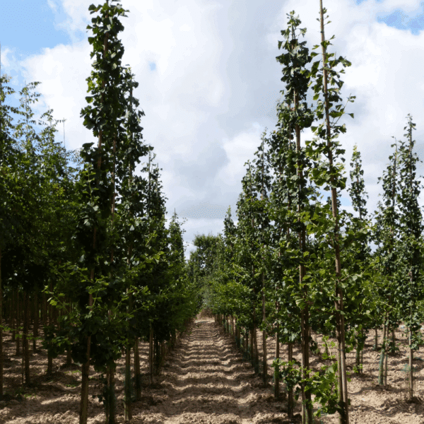 GINKGO biloba – Image 7
