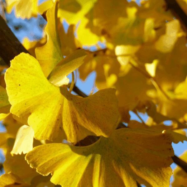 GINKGO biloba – Image 3