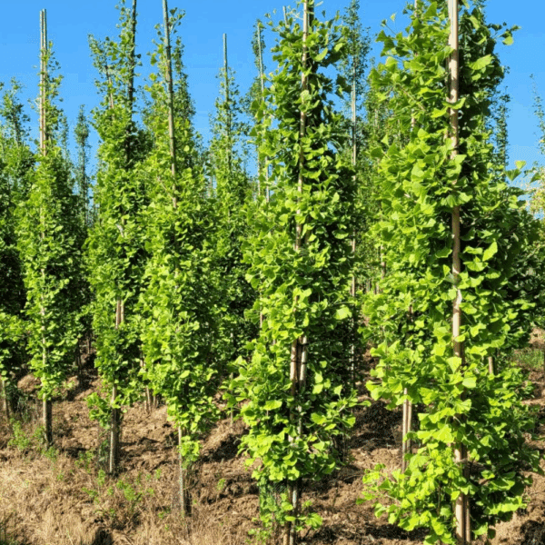 GINKGO biloba 'Autumn Gold' – Image 3