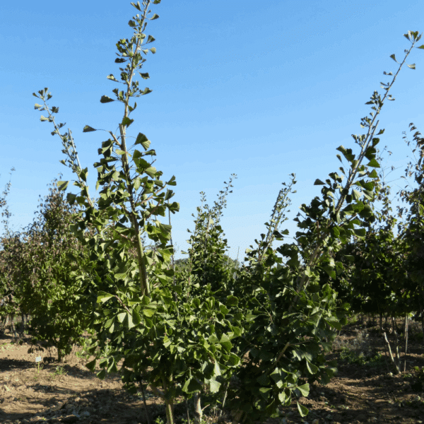 GINKGO biloba 'Autumn Gold' – Image 4