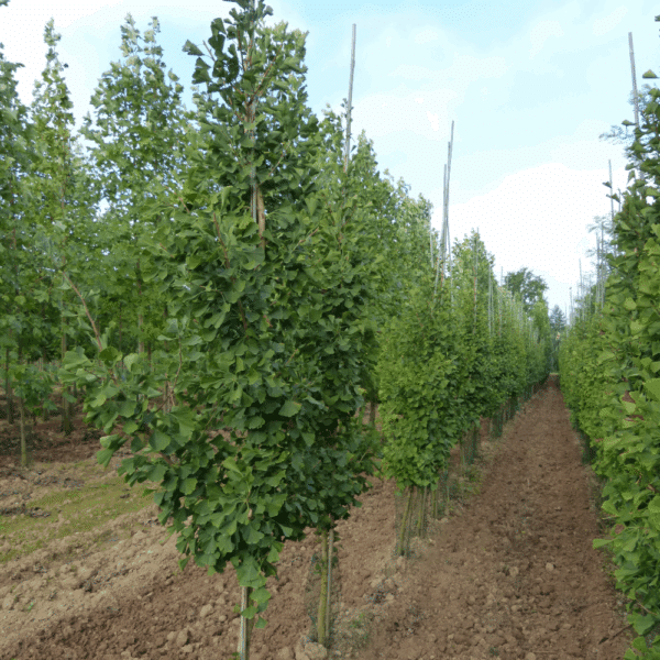 GINKGO biloba 'Autumn Gold' – Image 2