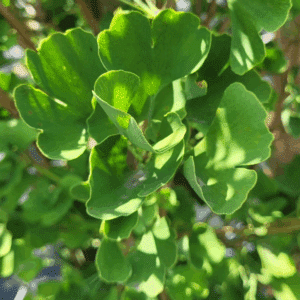 GINKGO biloba FASTIGIATA BLAGON® 'Blagon'