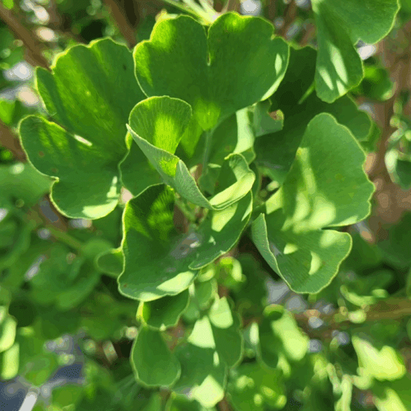GINKGO biloba FASTIGIATA BLAGON® 'Blagon'