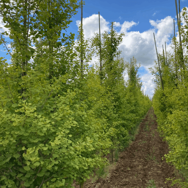GINKGO biloba FASTIGIATA BLAGON® 'Blagon' – Image 3
