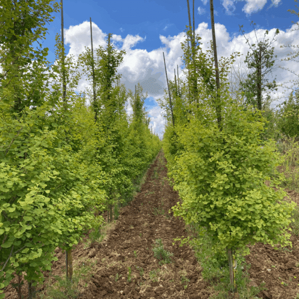 GINKGO biloba FASTIGIATA BLAGON® 'Blagon' – Image 5