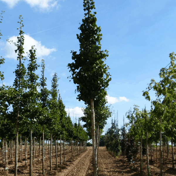 GINKGO biloba FASTIGIATA BLAGON® 'Blagon' – Image 8