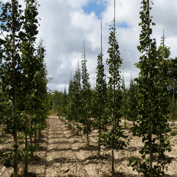 GINKGO biloba FASTIGIATA BLAGON® 'Blagon' – Image 6
