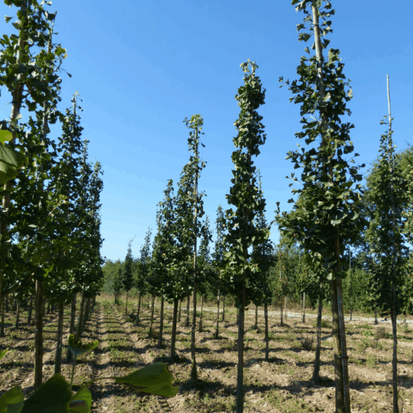 GINKGO biloba FASTIGIATA BLAGON® 'Blagon' – Image 4