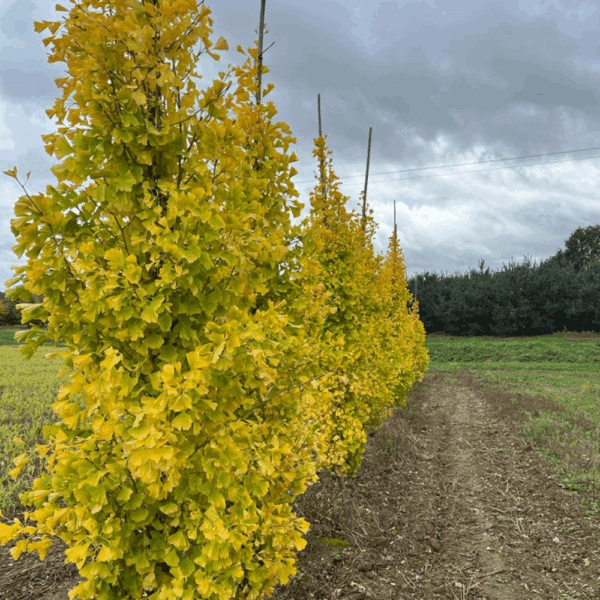 GINKGO biloba FASTIGIATA BLAGON® 'Blagon' – Image 2
