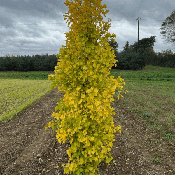 GINKGO biloba FASTIGIATA BLAGON® 'Blagon' – Image 7