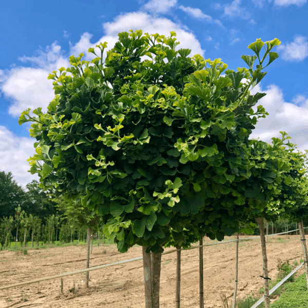 GINKGO biloba 'Mariken' – Image 2
