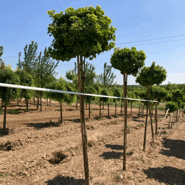 GINKGO biloba 'Mariken' – Image 3