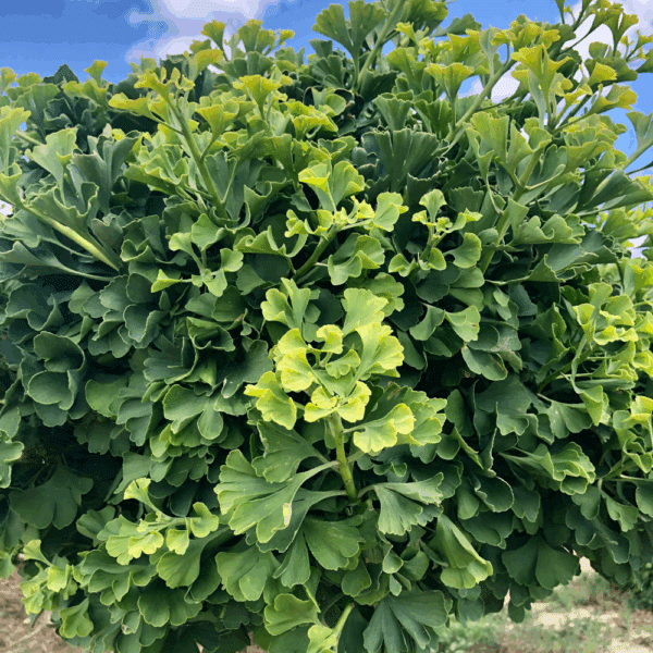 GINKGO biloba 'Mariken' – Image 4