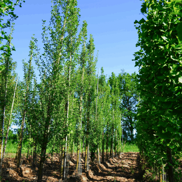 GINKGO biloba 'Menhir' – Image 5