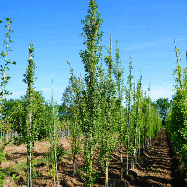 GINKGO biloba 'Menhir' – Image 4