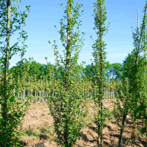 GINKGO biloba 'Menhir' – Image 3