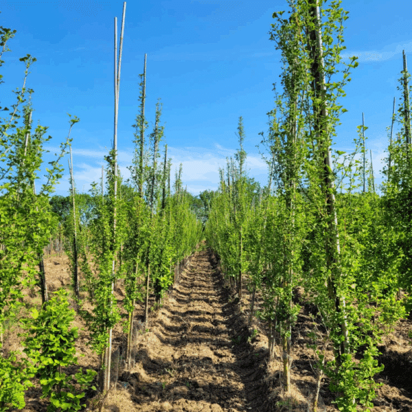 GINKGO biloba 'Menhir' – Image 2