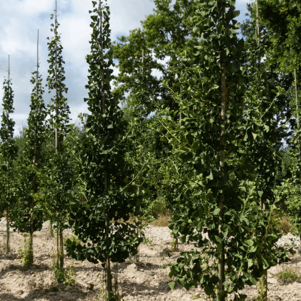 GINKGO biloba 'Princeton Sentry' – Image 2