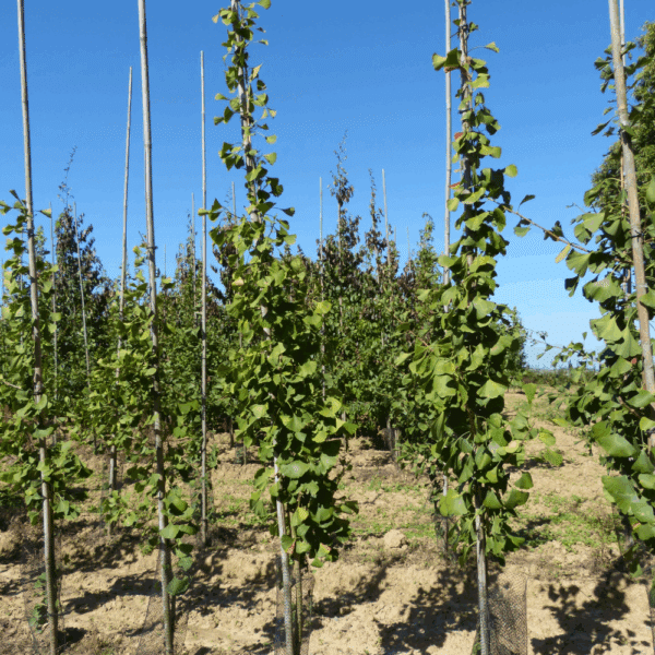 GINKGO biloba 'Princeton Sentry'
