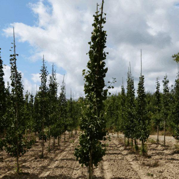 GINKGO biloba 'Princeton Sentry' – Image 5