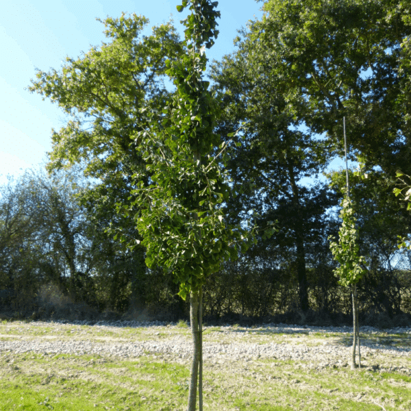 GINKGO biloba 'Princeton Sentry' – Image 4