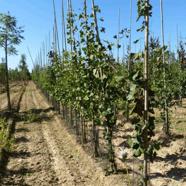 GINKGO biloba 'Princeton Sentry' – Image 3