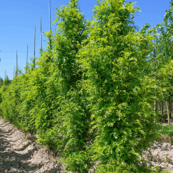 GLEDITSIA triacanthos 'Elegantissima'  – Image 2