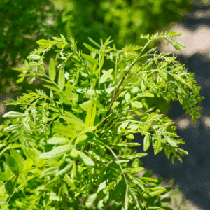 GLEDITSIA triacanthos 'Elegantissima' 