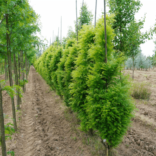 GLEDITSIA triacanthos 'Elegantissima'  – Image 3