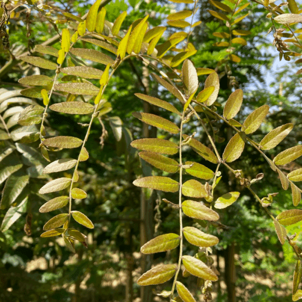 GLEDITSIA triacanthos 'Rubylace'