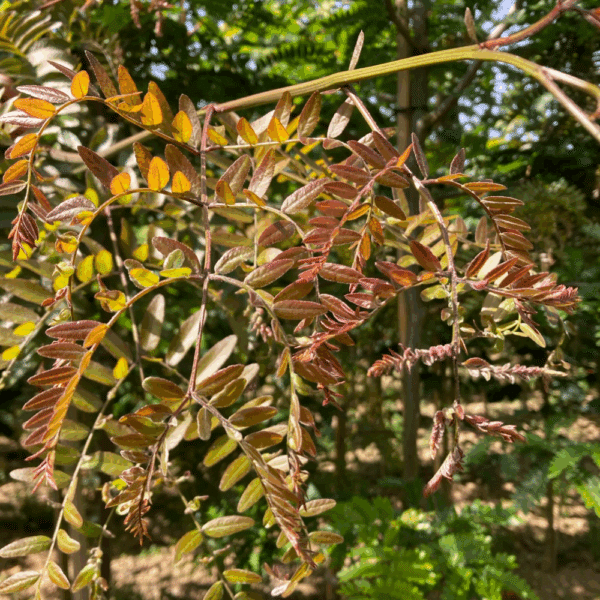 GLEDITSIA triacanthos 'Rubylace' – Image 2