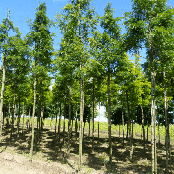 GLEDITSIA triacanthos 'Shademaster' – Image 8