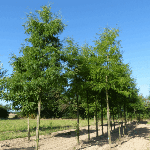 GLEDITSIA triacanthos 'Shademaster' – Image 7