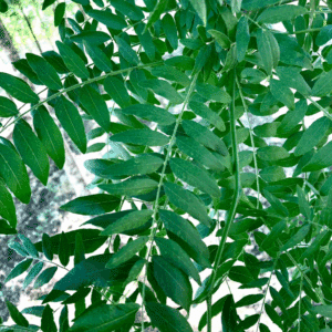 GLEDITSIA triacanthos 'Shademaster'