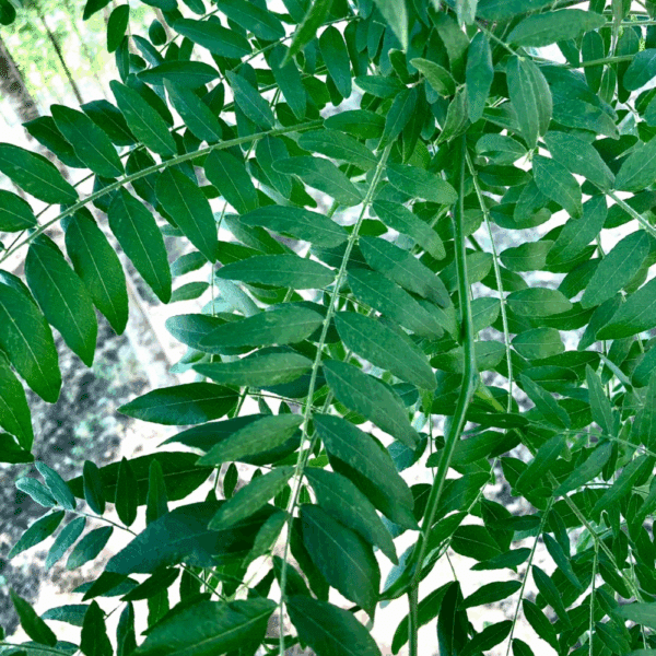 GLEDITSIA triacanthos 'Shademaster'